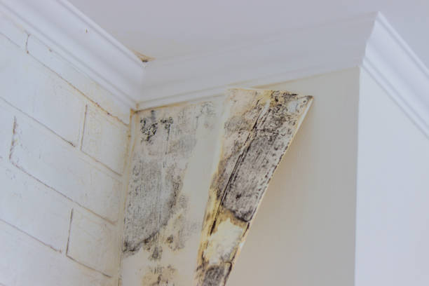 Best Water damage restoration mold remediation  in Kansas City, KS